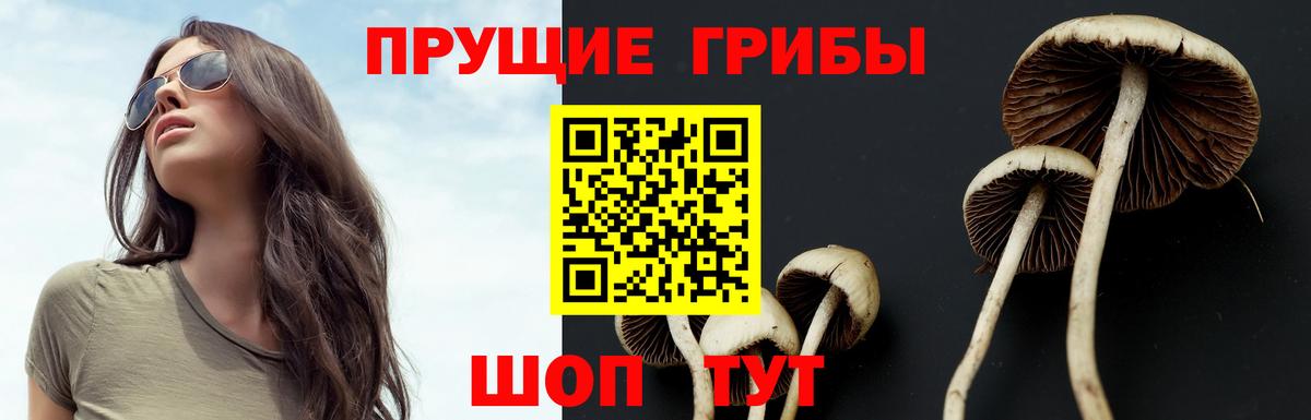 Псилоцибиновые грибы мицелий Вологда
